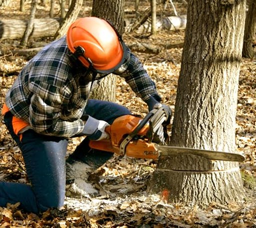 Tree Removal in Newport, MI
